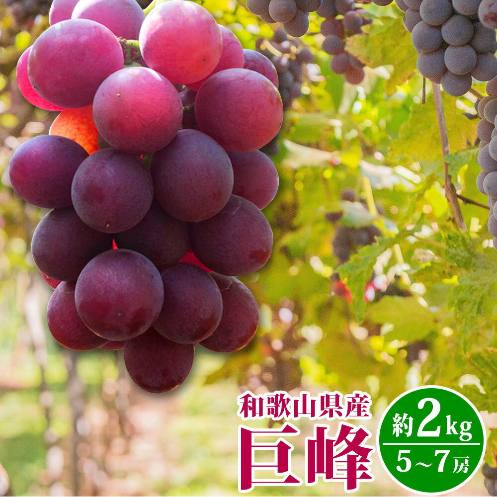 巨峰ぶどう約2kg　紀州和歌山産【2025年8月下旬以降発送予定】【UT88】【uot784A】