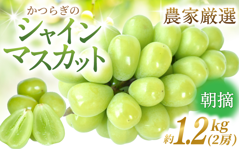 【先行予約】 朝摘み シャインマスカット 秀品 2房（約1.2kg）こだわり農家厳選！【2026年8月末から9月末順次発送予定】/ フルーツ ぶどう ブドウ 葡萄 マスカット 和歌山県 かつらぎ町 ジューシー 厳選 産地直送 果物 【kgr035】