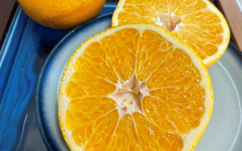 【来シーズン先行予約】【秀品】もぎたて木成り八朔 和歌山由良産 10kg 贈答用 ※2026年2月中旬頃に順次発送予定 / 和歌山県 由良町 フルーツ 果物 はっさく 柑橘 【ksmt001】