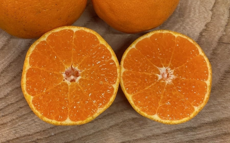 【来シーズン先行予約】はるみ 和歌山みかん 秀品 Lサイズ 20個入り 贈答用※2026年1月中旬頃に順次発送予定 / はるみ 柑橘 贈り物 フルーツ 果物 くだもの 食品 人気 おすすめ 送料無料 由良町【ksmt014】