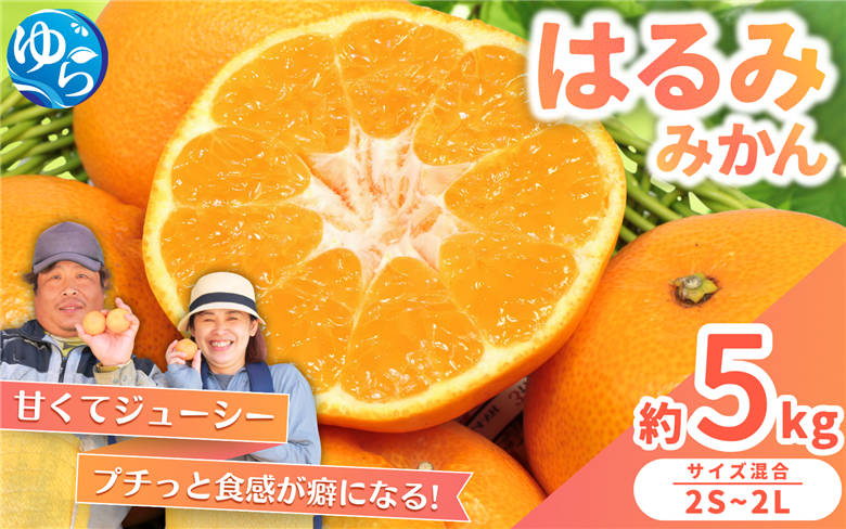 はるみ みかん 約5kg S～4Lサイズ混合 ※2026年2月上旬～順次発送農家直送 / くだもの 果実 柑橘 果物 フルーツ 国産 和歌山県 由良町 人気 おすすめ【nktn012】