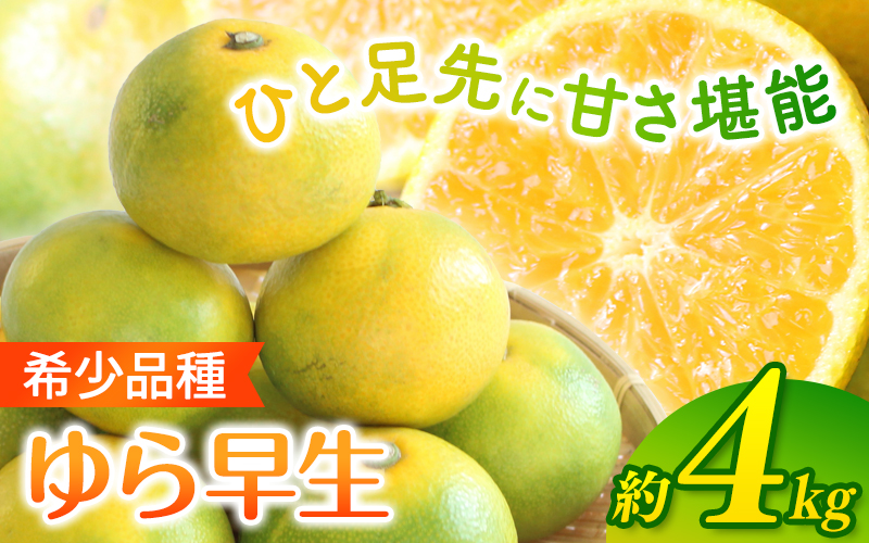 ＼光センサー選別／ 【先行予約】＼数量限定／ 希少品種 ご家庭用 ゆら早生みかん 約4kgサイズ混合【2025年10月上旬頃より順次発送】/ みかん ミカン 和歌山県 柑橘 早生 甘い 蜜柑 フルーツ 果物 くだもの 食品  産地直送  ご家庭用 ゆら早生 早生みかん【nuk162B】