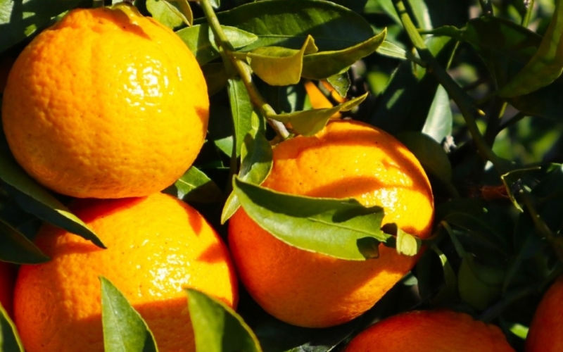 【来シーズン先行予約】しらぬい(玉数おまかせ)　約4キロ～6キロ【eiw008】