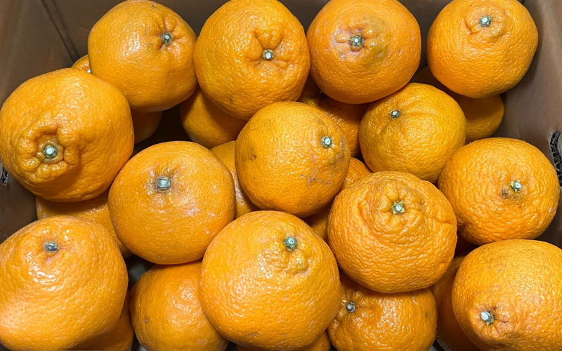 ＼来シーズン先行予約／【訳あり】旬の柑橘詰め合わせ（3種以上）約5kg【2026年2月初旬頃から順次発送予定】※北海道・沖縄・離島配送不可 / みかん 蜜柑 フルーツ 果物 くだもの 由良町 詰合せ おすすめ 産地直送 和歌山【eiw028】