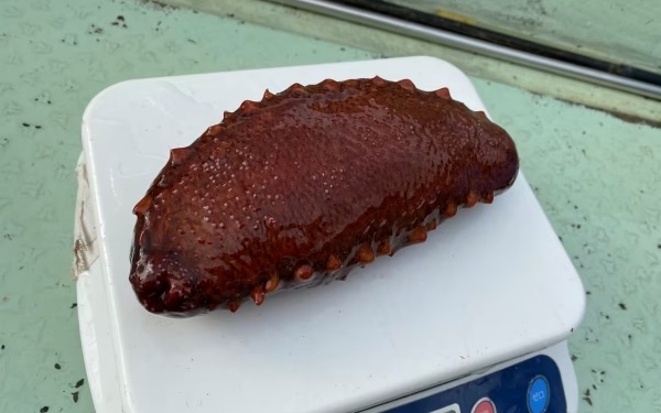 先行予約 活 なまこ 赤なまこ 1kg 【2025年12月20日より順次発送】【skmn012】