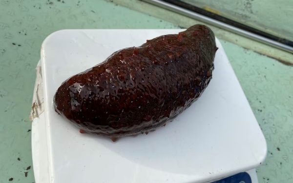 先行予約 活 なまこ 青なまこ 1kg 【2025年12月20日より順次発送】【skmn014】