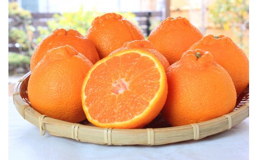 紀州有田産不知火(しらぬひ) 約5kg【2026年2月中旬以降発送】【先行予約】【UT40】【uot709A】