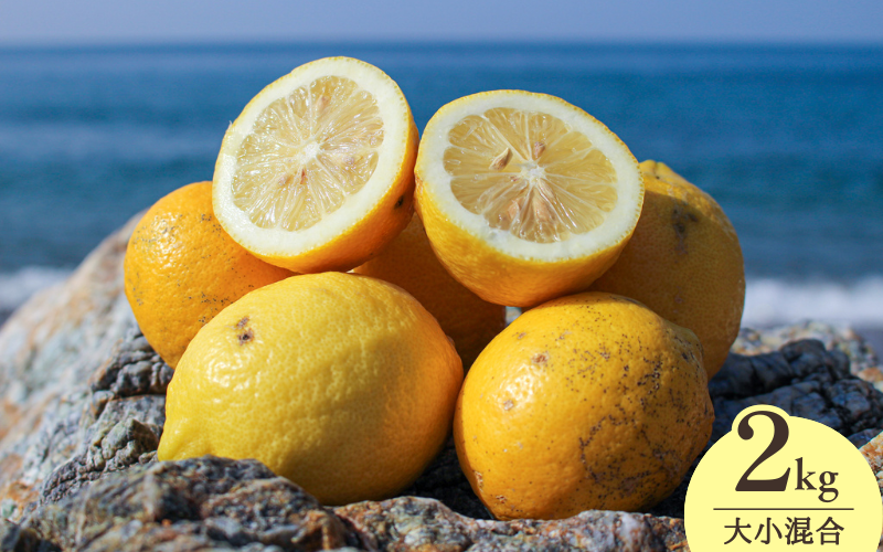 【来シーズン先行予約】和歌山県産完熟レモン（2kg・大小混合）皮まで使用可能！【2026年1月中旬より順次発送予定】 / れもん ノーワックス 柑橘 産地直送 由良町 和歌山【uttn017】