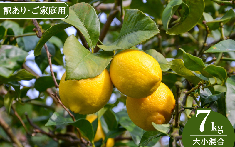【来シーズン先行予約】《訳あり・ご家庭用》和歌山県産完熟レモン（7kg・大小混合）皮まで使用可能！【2026年1月中旬より順次発送予定】 / れもん ワケアリ ノーワックス 柑橘 産地直送 由良町 和歌山【uttn025】