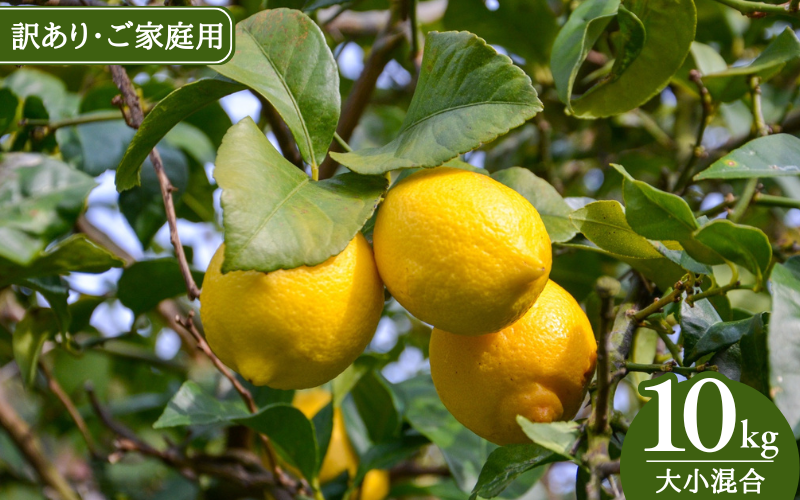 【来シーズン先行予約】《訳あり・ご家庭用》和歌山県産完熟レモン（10kg・大小混合）皮まで使用可能！【2026年1月中旬より順次発送予定】 / れもん ワケアリ ノーワックス 柑橘 産地直送 由良町 和歌山【uttn026】
