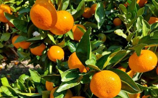  [秀品]和歌山有田みかん約6kg(3Lサイズ) ★2025年11月中旬頃より順次発送