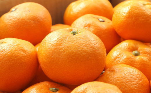 ［ブランドみかん］田村みかん約5kg（2Lサイズ・秀品）★2026年11月下旬頃より順次発送［TM106］