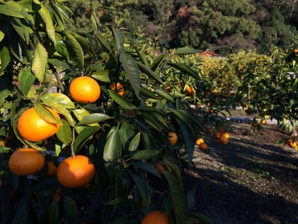 ［希少柑橘］和歌山県産なつみ約5kg（S～2Lサイズおまかせ）★2026年4月頃より順次発送［TM147］