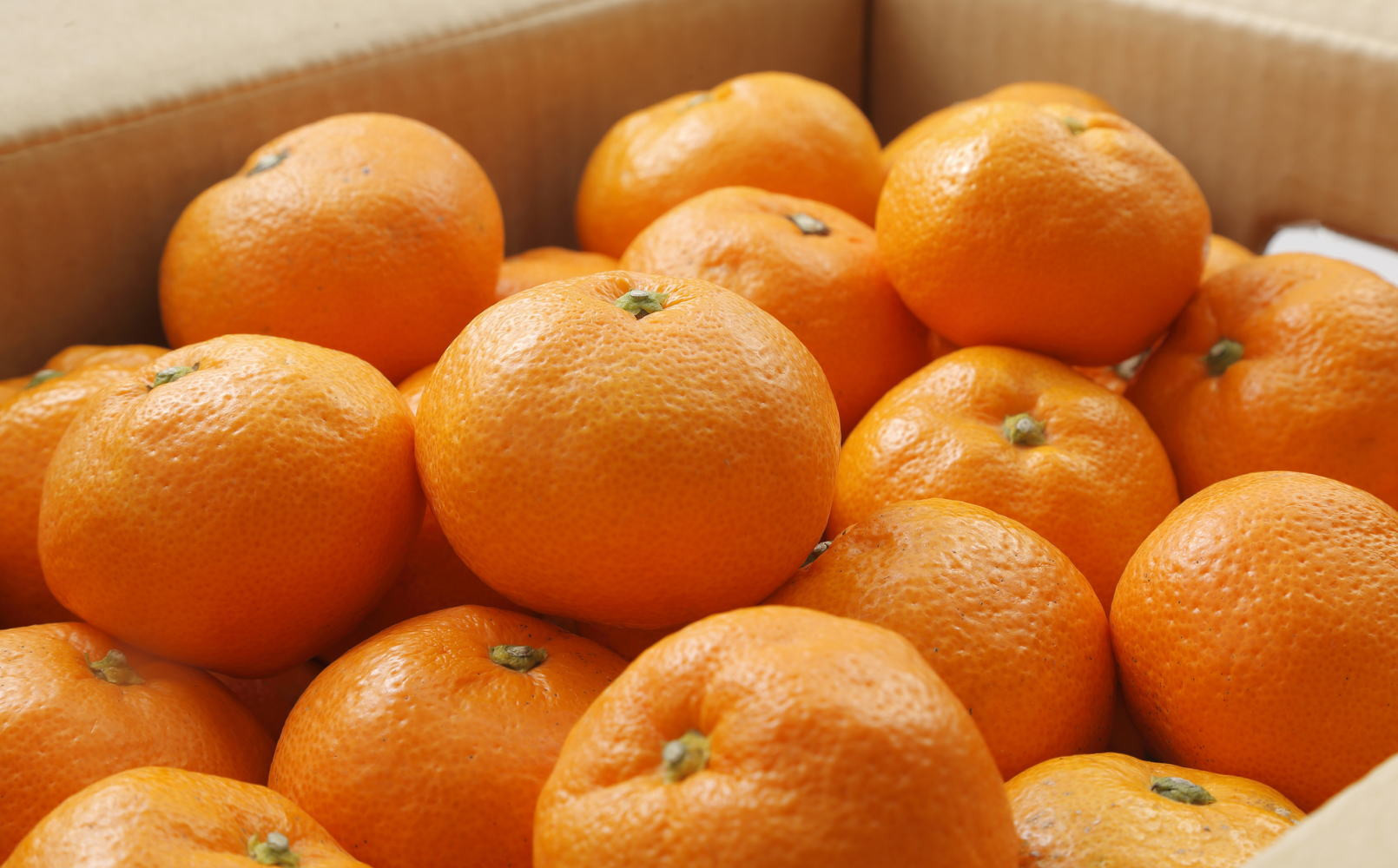 ［ブランドみかん］田村みかん約3kg（S・M・Lサイズおまかせ・秀品）★2026年11月下旬頃より順次発送