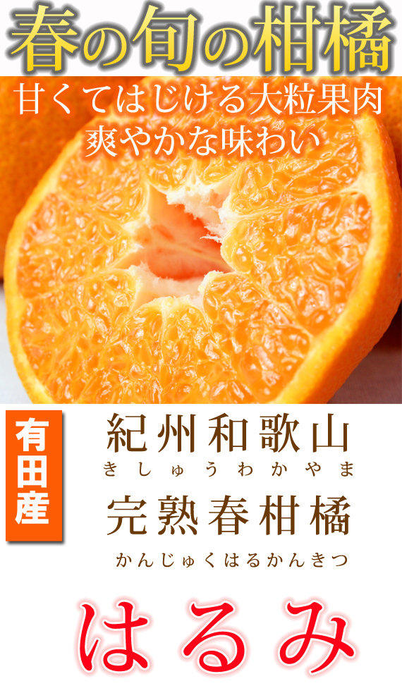 果肉ぷりぷり!完熟はるみ　５ｋｇ【2026年2月中旬頃～2026年2月下旬頃に順次発送】【UT22】