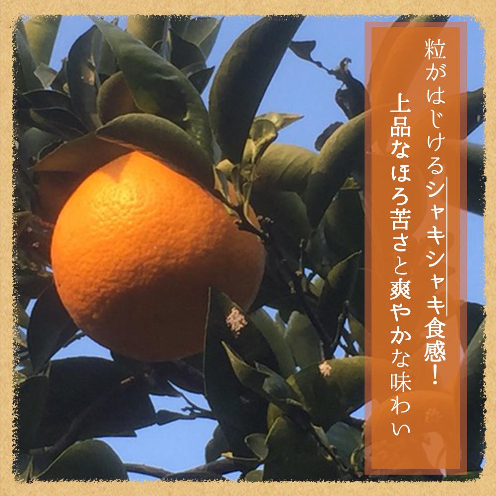 紀州有田産木成り完熟紅八朔8kg［先行予約］［UT62］