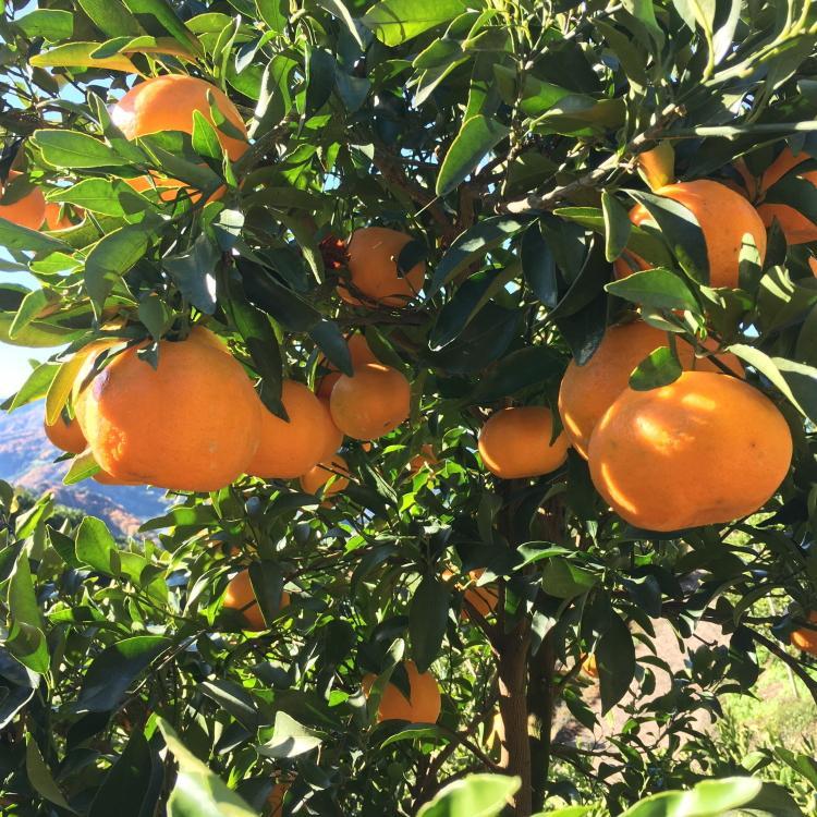 特選 完熟 ポンカン 約2kg［先行予約］［MS48］