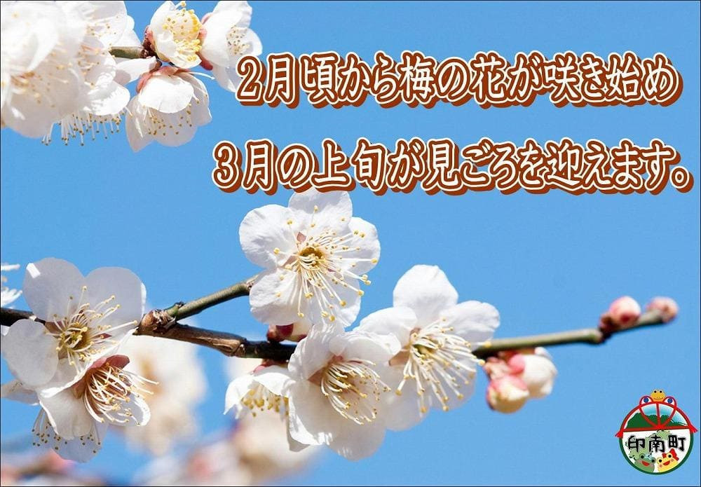 【家庭用】紀州南高梅　かつお梅　1.2kg