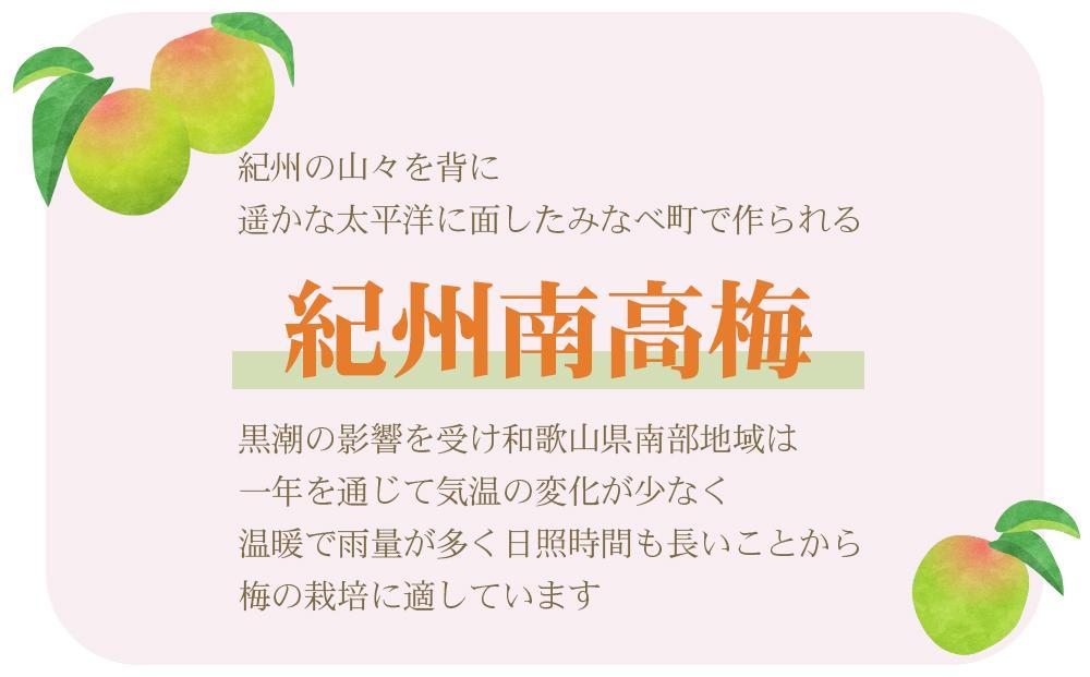 梅干し 訳あり ご家庭用 紀州南高梅 はちみつ漬つぶれ梅 1.2kg （600g×2パック）  わけあり 和歌山県産