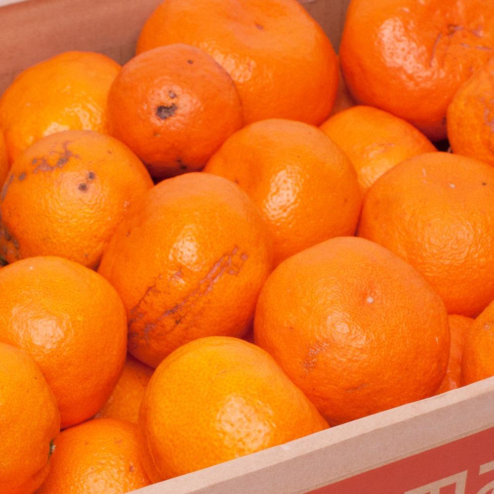 家庭用 有田みかん2.5kg+250g（傷み補償分）［2025年10月上旬から2026年1月下旬頃順次発送予定］［IKE248］