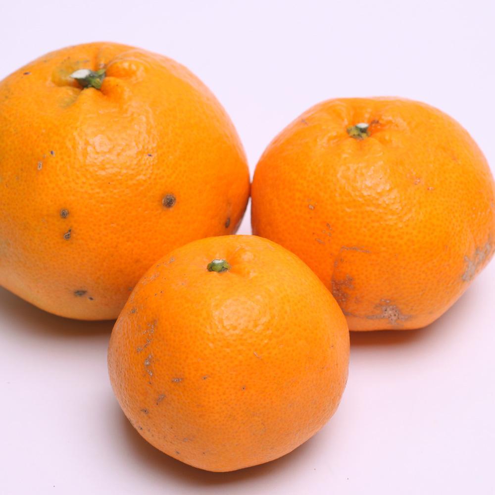 ［先行予約］家庭用 はるみ5kg+250g（傷み補償分）［デコポンの姉妹品種・新食感春みかん］［光センサー選別］［わけあり・訳あり］［IKE47］