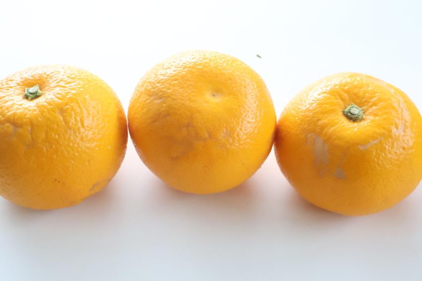 【訳あり・ご家庭用】はっさく（八朔）約10kg 和歌山産