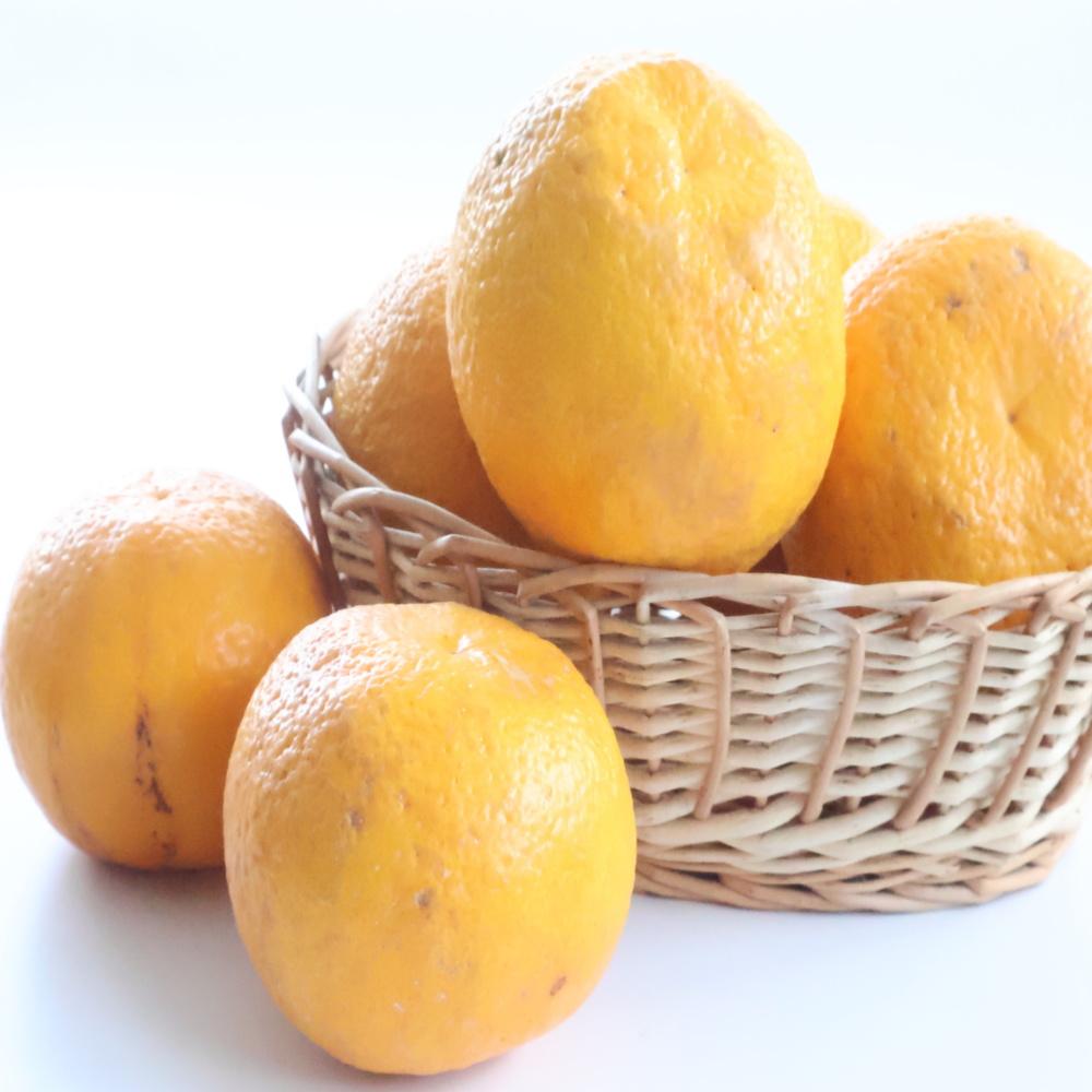 【ご家庭用】甘夏（あまなつ）約5kg 和歌山産