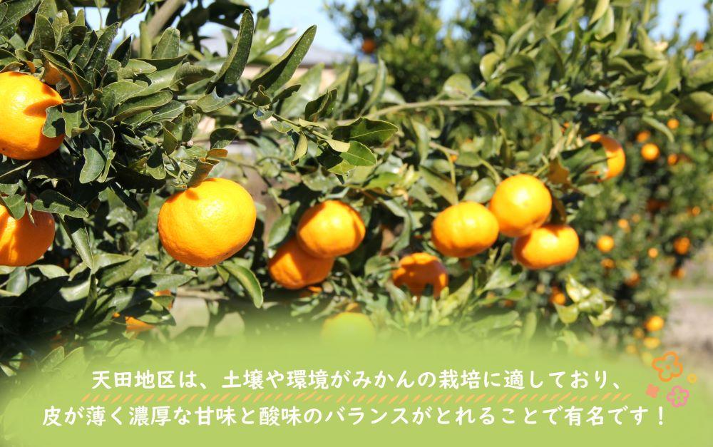 先行予約【2025年11月下旬より発送】濃厚温州みかんご家庭用10kg（和歌山天田みかん）みかんの産地和歌山　北村農園直送