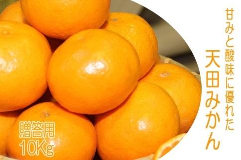 先行予約【2025年11月下旬より発送】濃厚温州みかん贈答用10kg（和歌山天田みかん）みかんの産地和歌山　北村農園直送