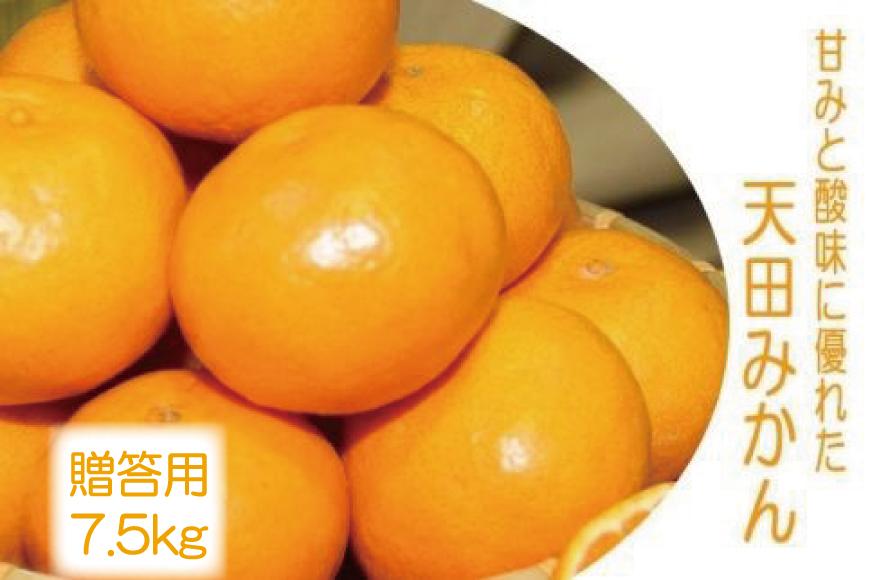 先行予約【2025年11月下旬より発送】濃厚温州みかん贈答用7.5kg（和歌山天田みかん）みかんの産地和歌山　北村農園直送