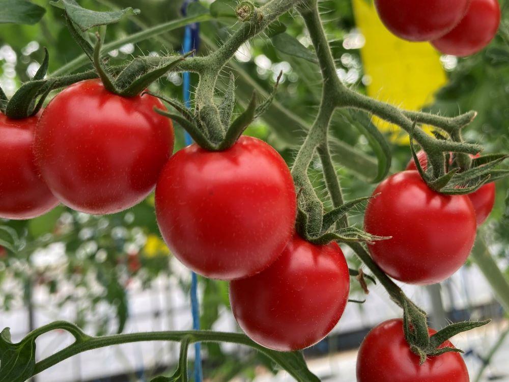 【2026年2月発送】フルーツトマト「fruino ふるーの」1箱（4パック）