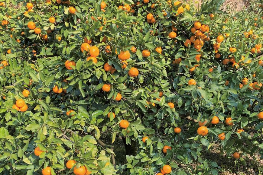 地元印南町産『完熟温州みかん』約5kg（S～Lサイズ）