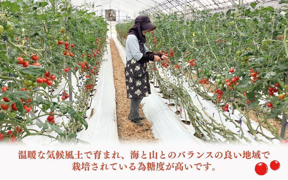 ［先行予約］完熟 ミニトマト 2kg  果物のような甘さと美味しさキャロルセブン｜ミニトマト キャロルセブン 糖度