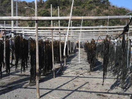 紀州衣奈産乾燥わかめ 約150g×8パック（2026年産） ［SL45］