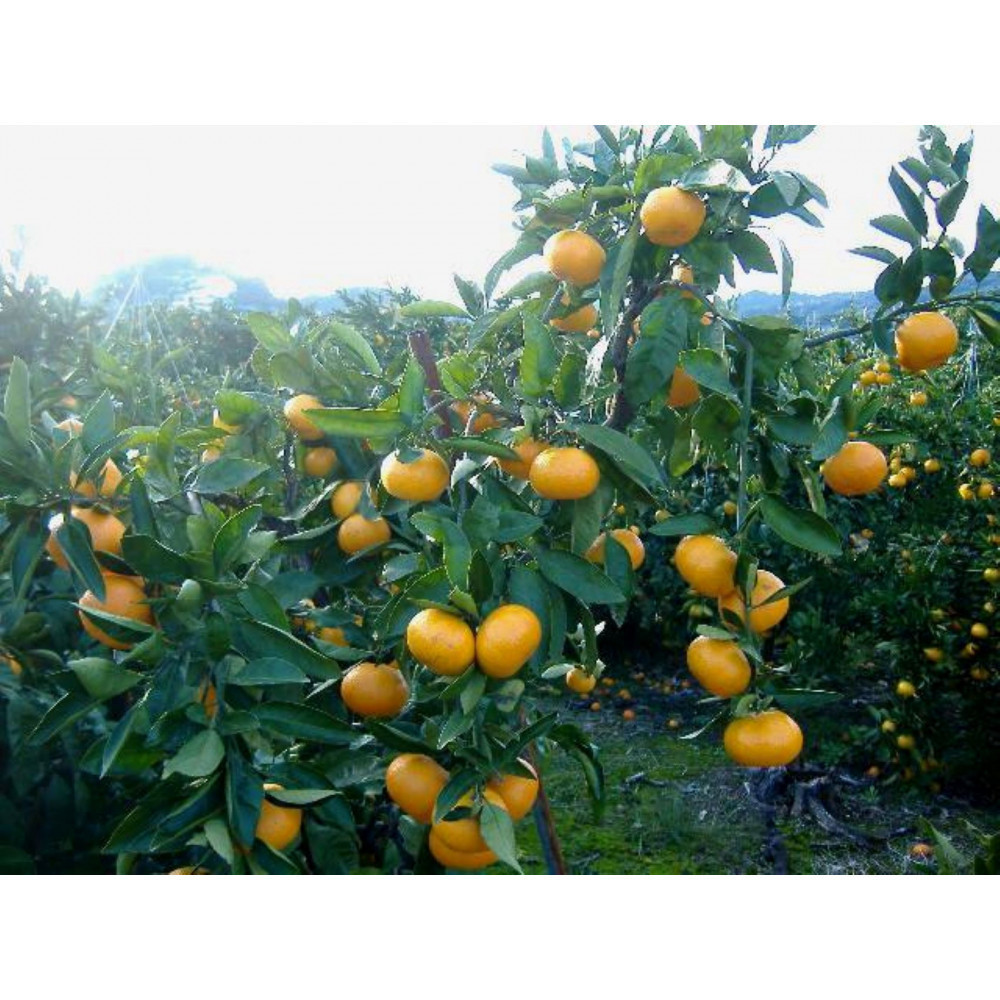 紀州有田みかん 約5kg 訳あり 家庭用キズあり サイズ混合［SL53］