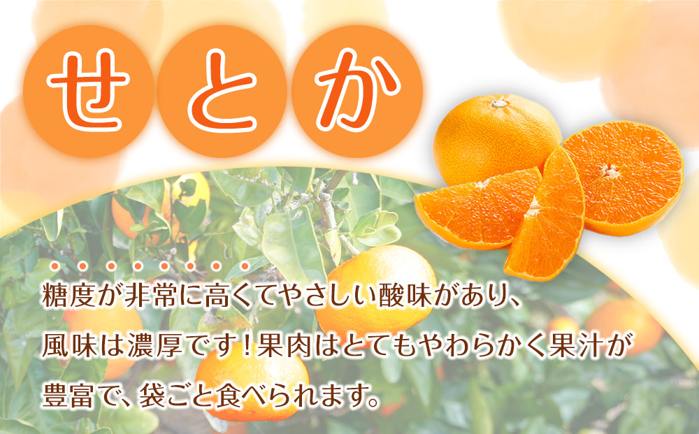 森本農園の手選別 せとか 約5kg 和歌山県産 サイズ混合 ［北海道・沖縄・離島配送不可］［2026年2月上旬から順次発送予定］［RN131］★