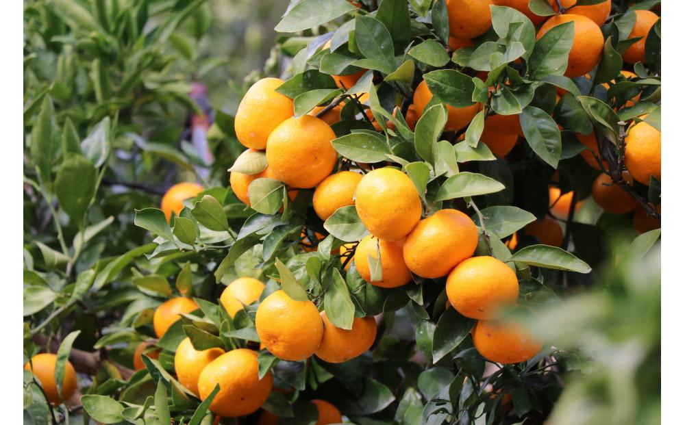 木なりはっさくみかんご家庭用 5kg箱入【WS9】