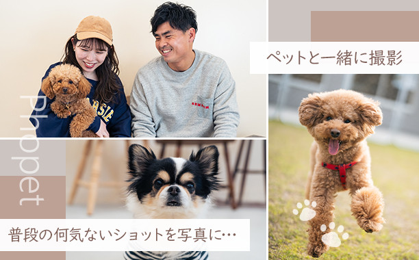 ペットスタジオPhopet 撮影プランB・撮影データ11カット キャンバスフォト一枚