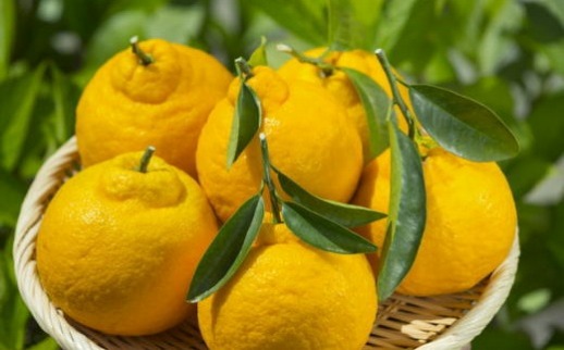  ［濃厚］有田の不知火約5kg（12～20玉）★2026年2月中旬頃より順次発送［TM33w］