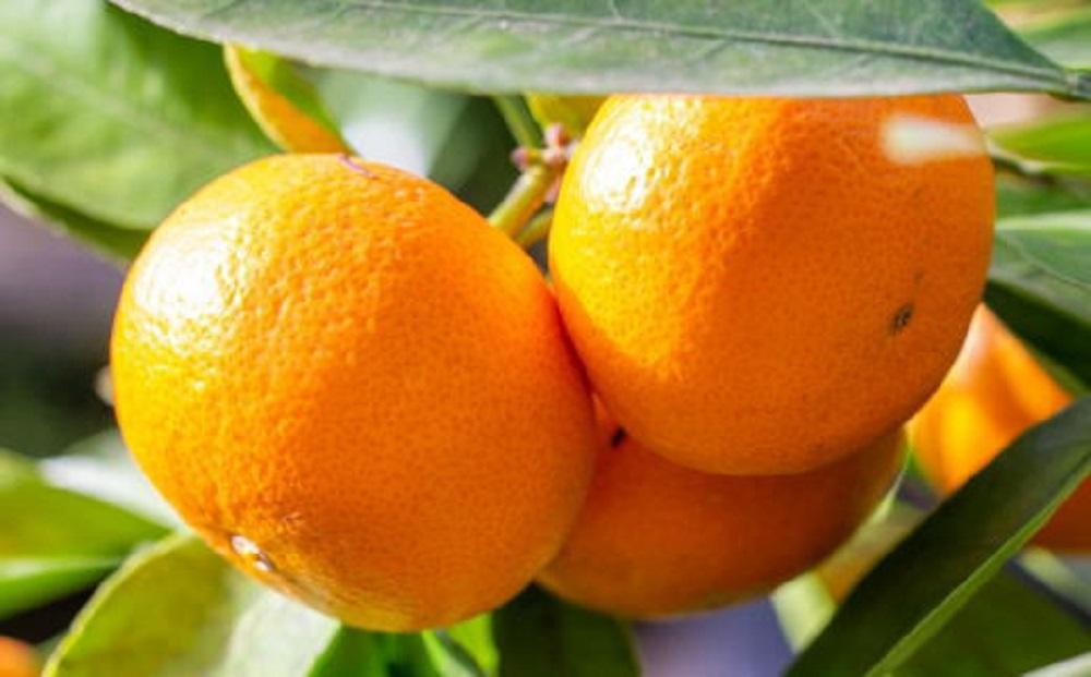 ［食べごたえ十分］和歌山有田みかん大玉約9kg(3Lサイズ・秀品）★2026年11月中旬頃より順次発送