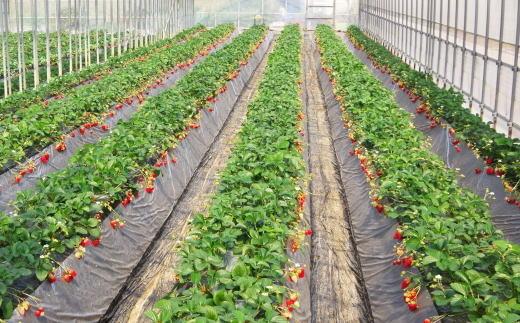 ［3月発送］和歌山県産ブランドいちご「まりひめ」約300g×4パック入り［北海道・沖縄県・離島配送不可］［印南町産］［TM125ｗ］