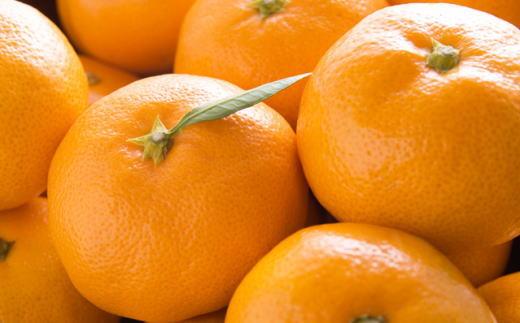 【産直・秀品】和歌山下津みかん約5kg(SサイズまたはMサイズのいずれかをお届け) ★2025年11月中旬頃より順次発送【TM73】