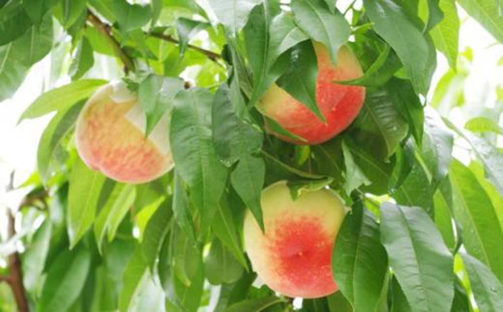 【産直・人気の特産品】和歌山の桃 約1.5kg★2025年6月下旬から8月中旬頃順次発送★【TM92】