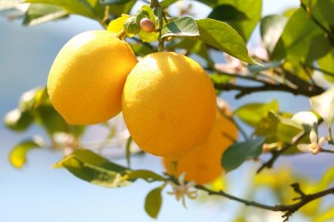 ［産直］和歌山産レモン約5kg（サイズ混合）★2026年3月下旬頃より順次発送［TM129］