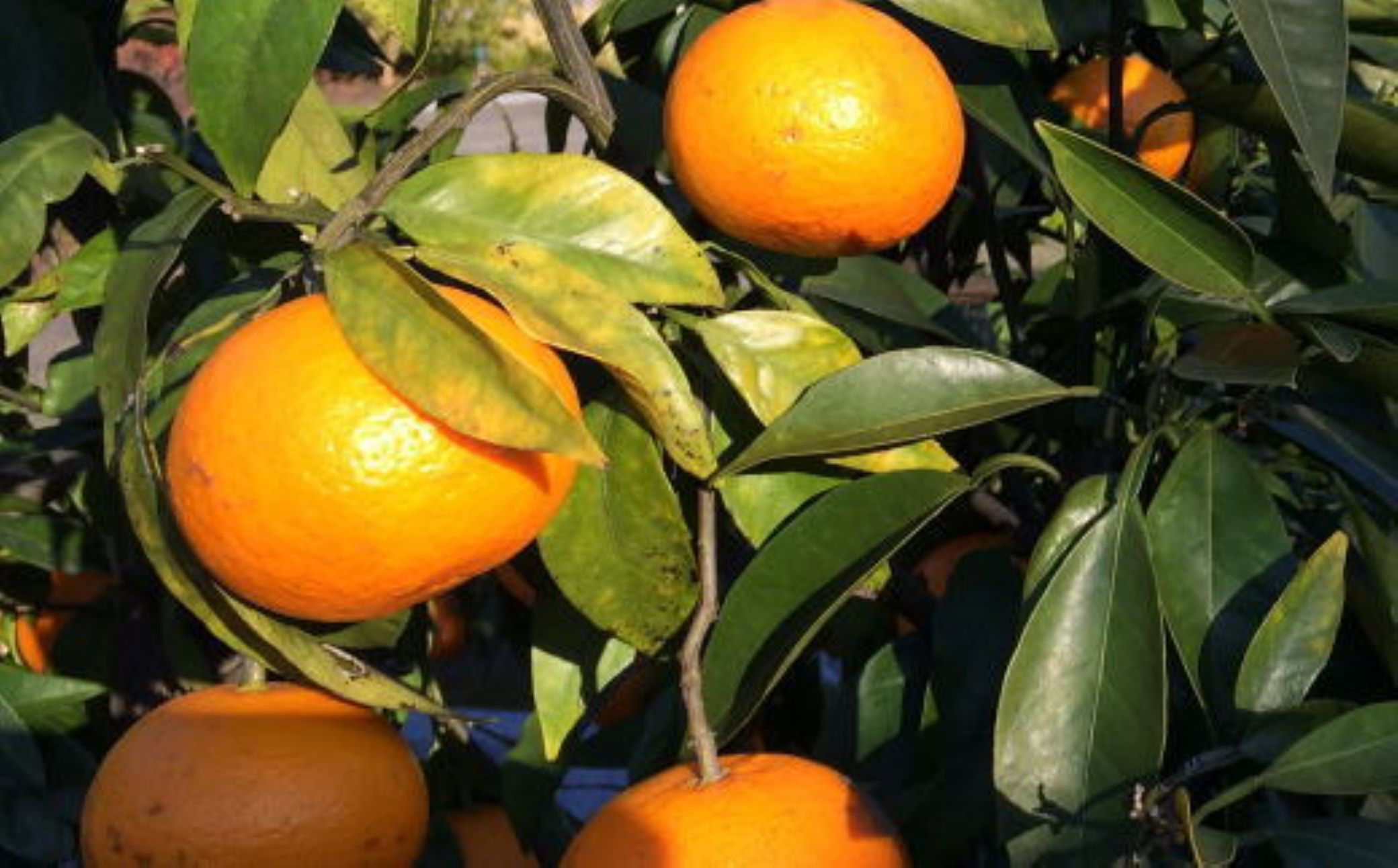 【2026年4月より順次発送】 和歌山有田産カラマンダリン約5kg サイズ混合 ご家庭用 【春みかん】先行予約  ［TM208w］