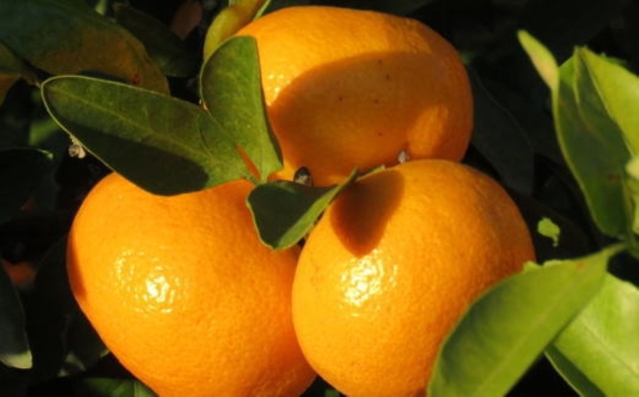 ［先行予約］［ブランドみかん］田村みかん 大玉 約9kg（3Lサイズ）★2026年11月下旬頃より順次発送