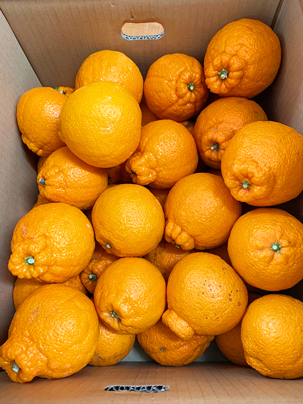 ［ご家庭用訳有り］紀州有田産不知火(しらぬひ) 約8.5kg［2026年2月中旬以降発送］［先行予約］［UT41］