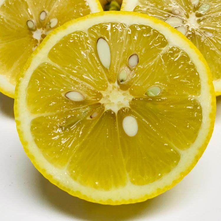 紀州和歌山 有田レモン（ご家庭用）約1.5kg ［先行予約］［国産］［農園直送］［ノーワックス・ノー防腐剤］［MS69］