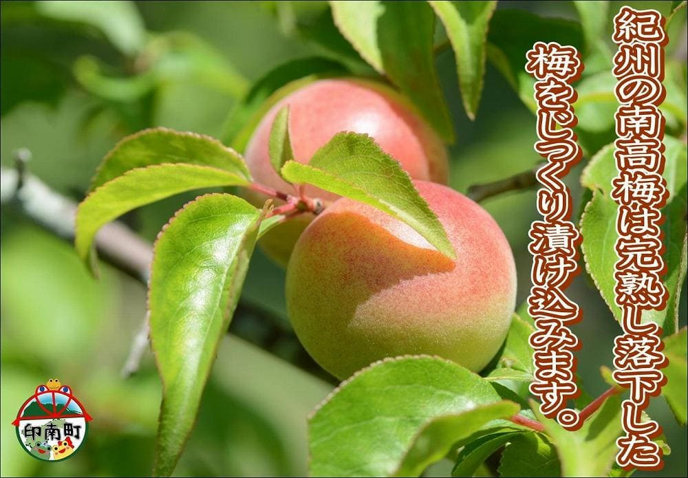 【家庭用】紀州南高梅　かつお梅　1.2kg