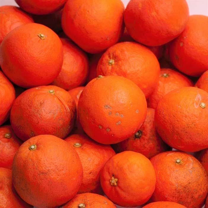 家庭用 セミノールオレンジ10kg+250g（傷み補償分）［春みかん］［訳あり］［光センサー食べ頃出荷］［IKE274］